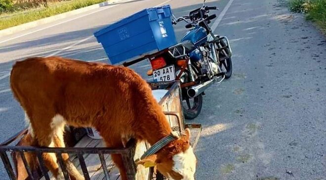 YOLDA BULDUĞU BUZAĞIYI KARAKOLA GÖTÜRDÜ