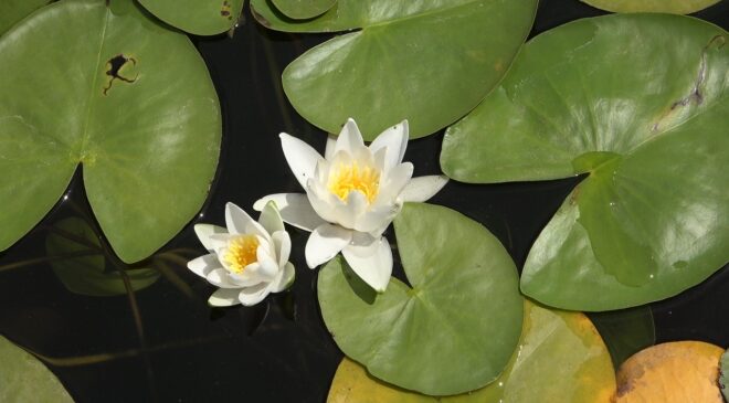 NİLÜFER DERYASINDA BÜYÜLEYEN MANZARA