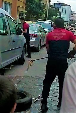 ARACA GİREN YILAN ZOR ANLAR YAŞATTI