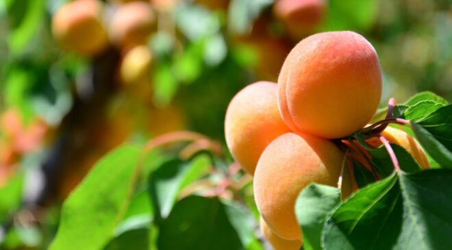 ERKENCİ KAYISI HASADI BAŞLADI