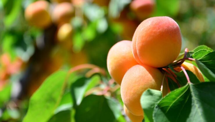 ERKENCİ KAYISI ÇİFTÇİNİN YENİ GELİR KAPISI OLDU  