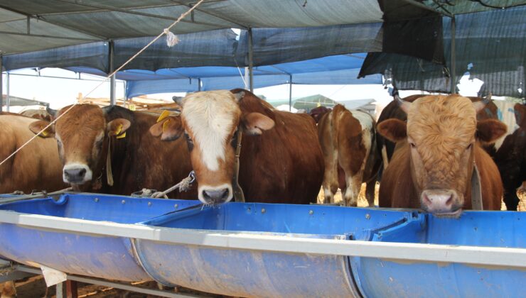 KURBANLIK HAYVANLARDA ARANAN YAŞ ŞARTLARINA DİKKAT