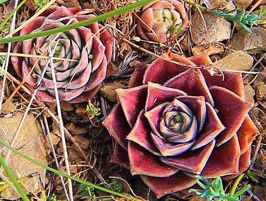 HASRET ÇİÇEĞİNİN ŞAŞIRTAN HİKAYESİ