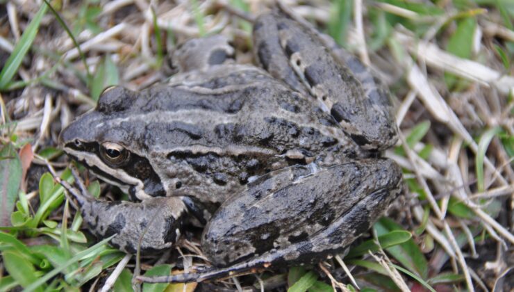 NESLİ TÜKENMEKTE OLAN ‘TAVAS KURBAĞASINDAN’ SEVİNDİREN HABER