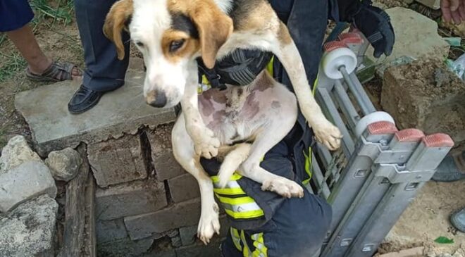 KUYUYA DÜŞEN KÖPEK KURTARILDI