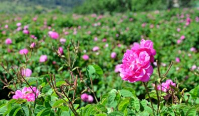 YAĞLIK GÜL HASADI BAŞLADI