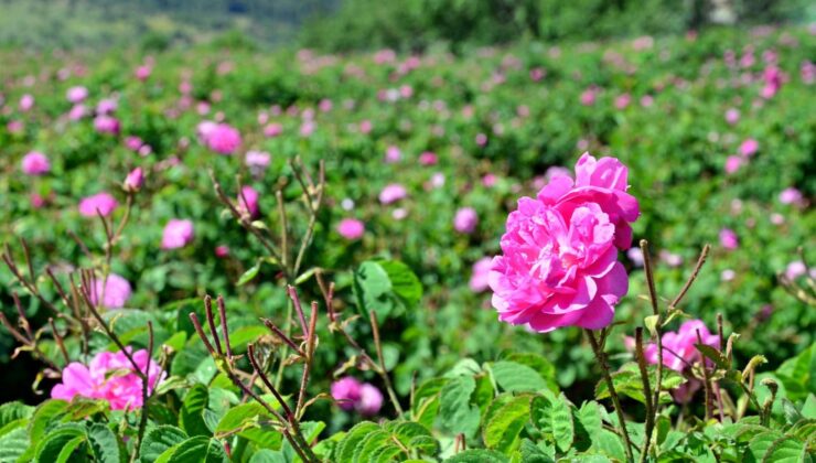 YAĞLIK GÜL HASADI BAŞLADI