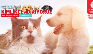 SAHİPLİ KEDİ VE KÖPEKLERİN YILSONUNA KADAR KİMLİKLENMESİ GEREKİYOR