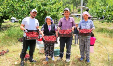 ÇAMELİ’NİN ÜNLÜ YAYLA KİRAZINDA HASAT BAŞLADI