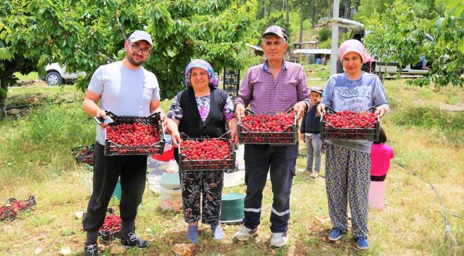 ÇAMELİ’NİN ÜNLÜ YAYLA KİRAZINDA HASAT BAŞLADI