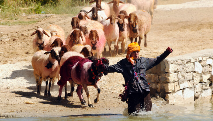 ÇAL’DA ÇOBAN ATEŞİ YANACAK