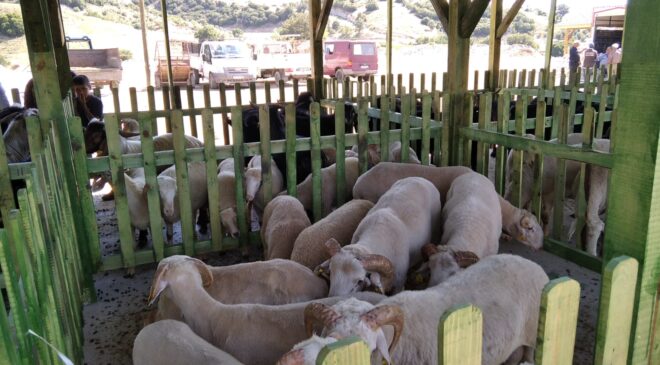 BULDAN’IN MODERN CANLI HAYVAN PAZARI AÇILDI