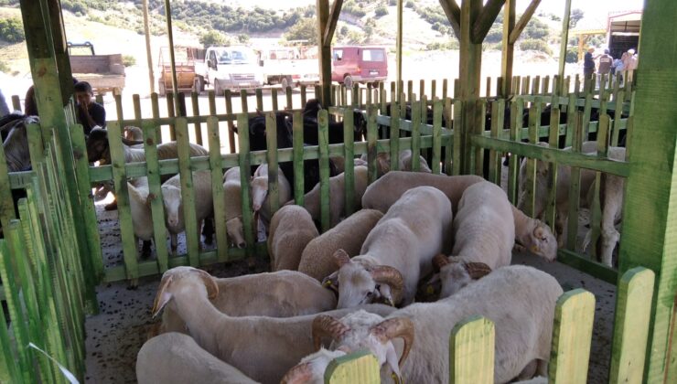 BULDAN’IN MODERN CANLI HAYVAN PAZARI AÇILDI