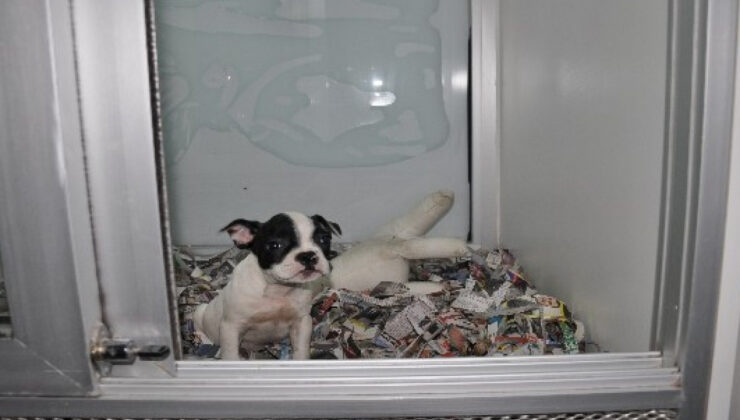 PETSHOP’LAR KASAPLAR ODASINA BAĞLANDI!