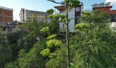 ÖMRÜNDE BİR KERE ÇİÇEK AÇAN SABIR OTU DENİZLİ’DE ORTAYA ÇIKTI