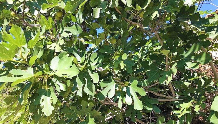 İLEKLEME İNCİRDE LEZZETİ VE KALİTEYİ YÜKSELTİYOR