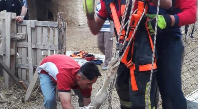 KUYUYA DÜŞEN KURBANLIK İNEK KURTARILDI