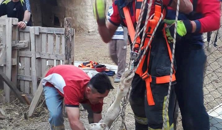 KUYUYA DÜŞEN KURBANLIK İNEK KURTARILDI