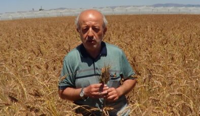 BU BUĞDAY BAŞKA BİR BUĞDAY