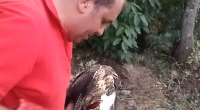 YARALI ATMACA TEDAVİ ALTINA ALINDI