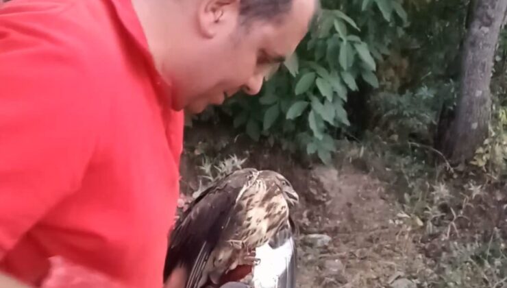 YARALI ATMACA TEDAVİ ALTINA ALINDI