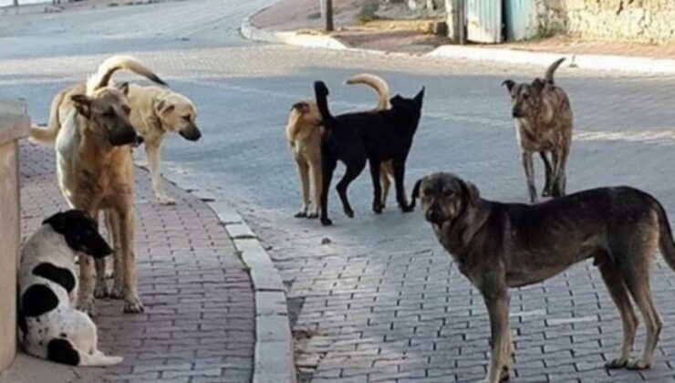 Başıboş köpek mezuniyet töreninde insanlara saldırdı