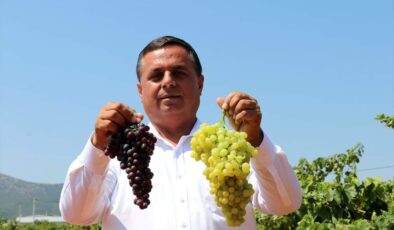 ÇAL BELEDİYESİ’NDEN, ÜRETİCİLERE BİR DESTEK DAHA