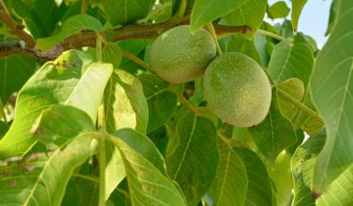 CEVİZ FİYATLARINDA İNDİRİM BEKLENİYOR