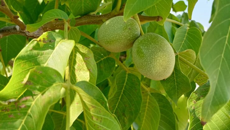 CEVİZ FİYATLARINDA İNDİRİM BEKLENİYOR