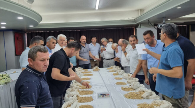 LEBLEBİLİK NOHUT TOHUMLARI DEĞERLENDİRİLDİ