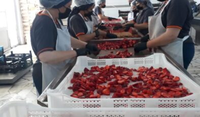 ÇİLEK KURULARI İHRACAT YOLUNDA