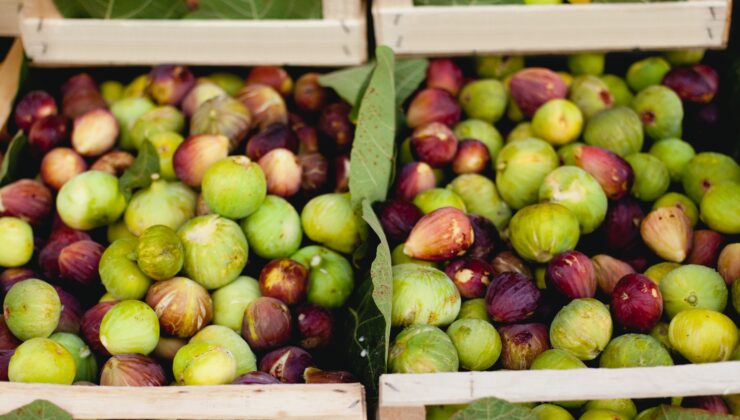 TAZE İNCİR FİYATLARI DÜŞÜYOR