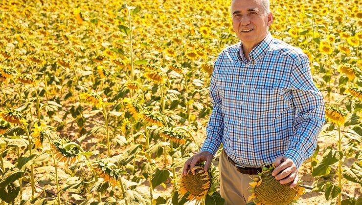 Ayçiçekler hasat için gün sayıyor