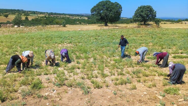 KEKİK ÜRETİCİLERİ OLUŞAN FİYATTAN MEMNUN KALMADI