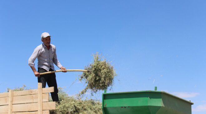 GÖRSEL ŞÖLEN SUNAN MOR TARLALARDA HASAT BAŞLADI