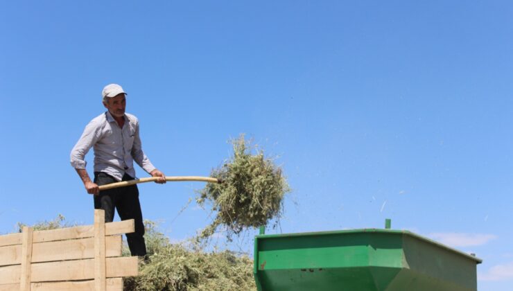 GÖRSEL ŞÖLEN SUNAN MOR TARLALARDA HASAT BAŞLADI