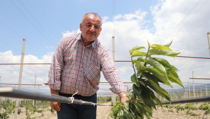 Yerden hasat edilecek bodur kirazlar üreticinin maliyetini azaltacak