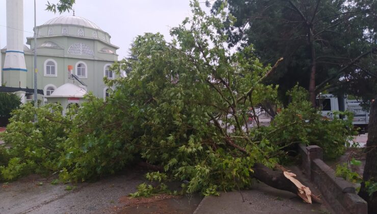 YAĞMUR VE FIRTINA AĞAÇLARI DEVİRDİ