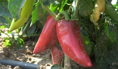 ÇİFTÇİNİN YENİ UMUDU SALÇALIK BİBER OLDU