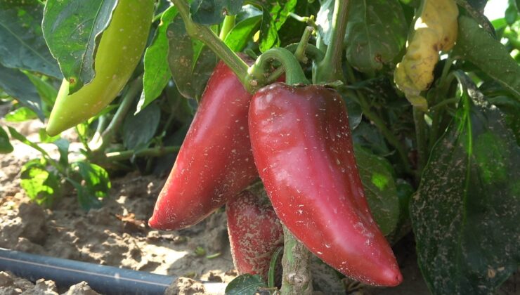 ÇİFTÇİNİN YENİ UMUDU SALÇALIK BİBER OLDU