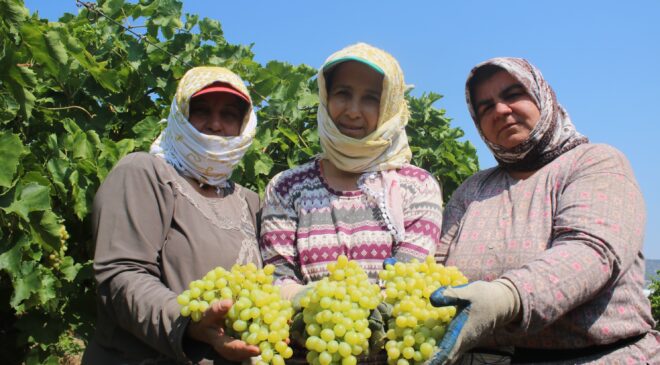 ÇİFTÇİLER ÜZÜM TABAN FİYATININ AÇIKLANMASINI İSTİYOR
