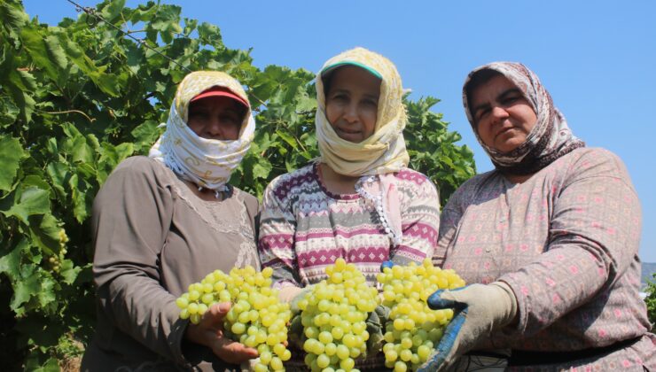 ÇİFTÇİLER ÜZÜM TABAN FİYATININ AÇIKLANMASINI İSTİYOR