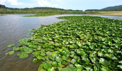 SÜLEYMANLI YAYLA GÖLÜ’NDE NİLÜFER ŞÖLENİ