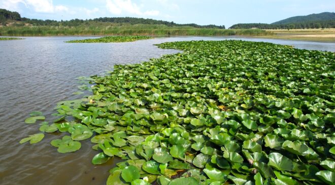 SÜLEYMANLI YAYLA GÖLÜ’NDE NİLÜFER ŞÖLENİ
