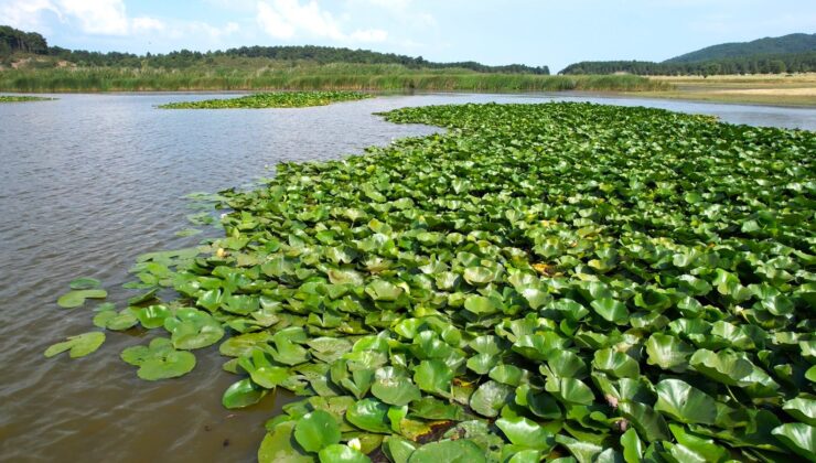 SÜLEYMANLI YAYLA GÖLÜ’NDE NİLÜFER ŞÖLENİ
