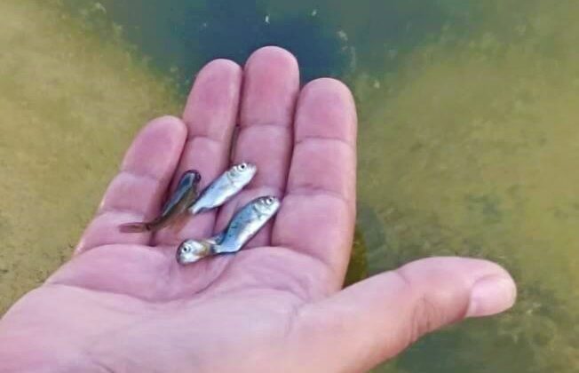 40 BİN YAVRU BALIK SUYA BIRAKILDI