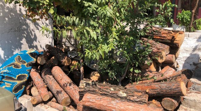 Jandarmanın dikkati ormandan kaçak kesilen 3 ton tomruğu ortaya çıkardı