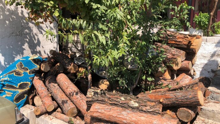 Jandarmanın dikkati ormandan kaçak kesilen 3 ton tomruğu ortaya çıkardı