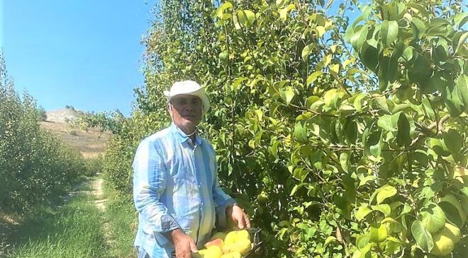 ÇİFTÇİYE ÖRNEK OLSUN DİYE DİKTİ, DEV ARMUTLAR YETİŞTİRDİ