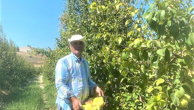 ÇİFTÇİYE ÖRNEK OLSUN DİYE DİKTİ, DEV ARMUTLAR YETİŞTİRDİ